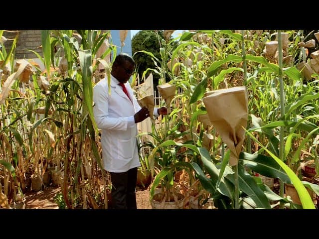 How to develop GMO, crops that can be modified and the benefits - FarmTrends with Dr. Richard Oduor