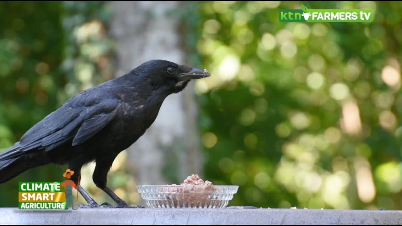 The Indian house crow: a danger to birds in Kenya - Part 1