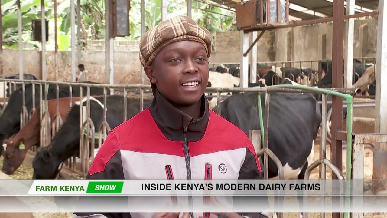 Modern dairy farming for efficient production - part 2 Dairy Farming