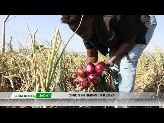 How Lynn The Crop Doctor Makes Money From Onion Farming in Kenya