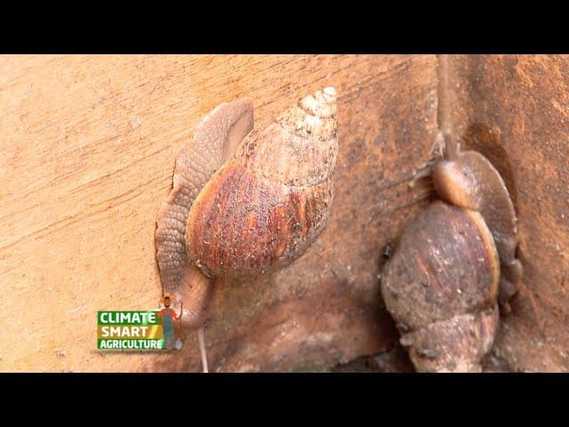 The use of snails slime as cough syrup