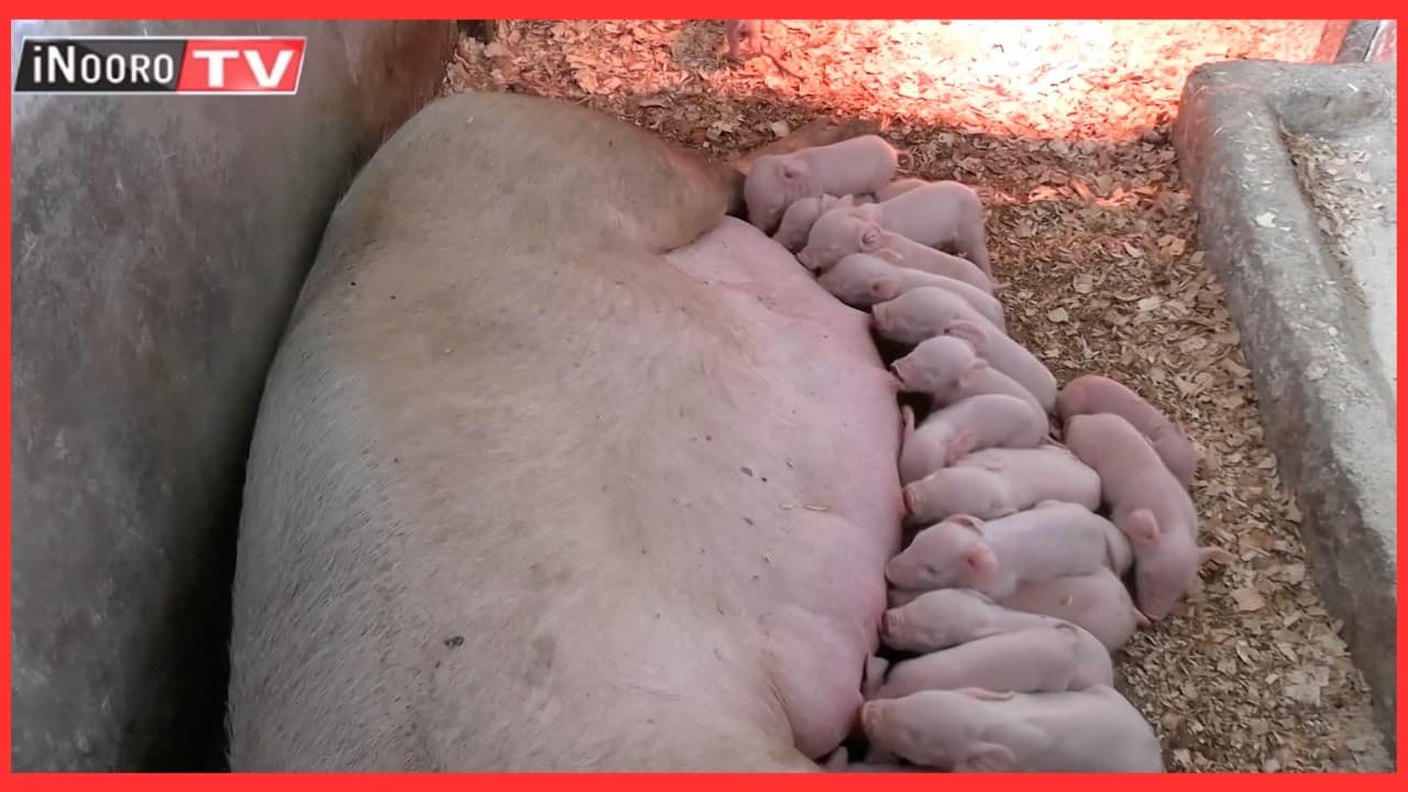 Homa ya ngũrũwe gũtiga arĩmi magĩtara hathara nene, Naivasha