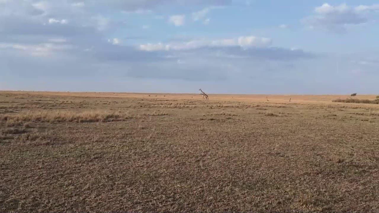 IKO NINI LIVE IN MASAI MARA