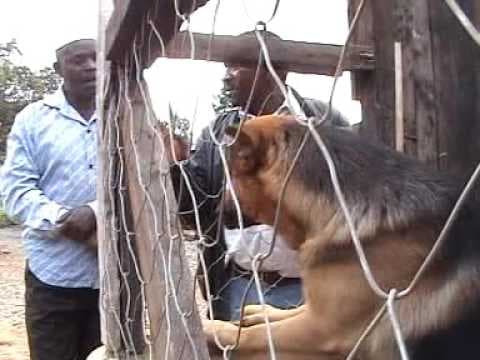 Ngoma Cia Guikanirio part 6 A. A great kikuyu movie