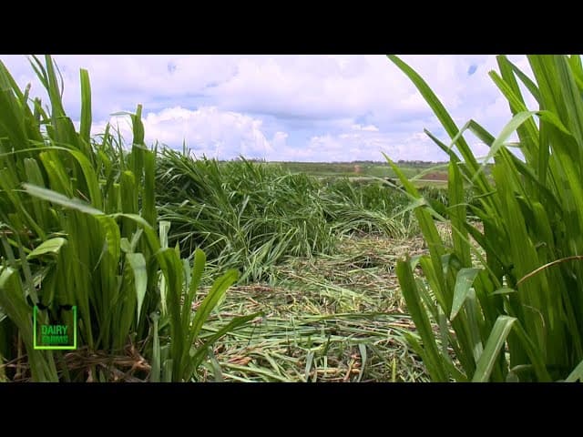 The King of Napier Grass variety - Super Napier Grass |Dairy farms - part 1|