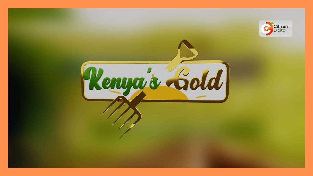 Kenya's Gold feature | Synchronized breeding [Part 1]