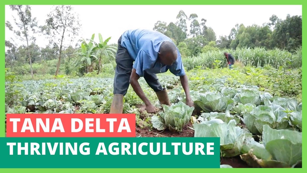 Profitable diverse agricultural ventures in Tana Delta