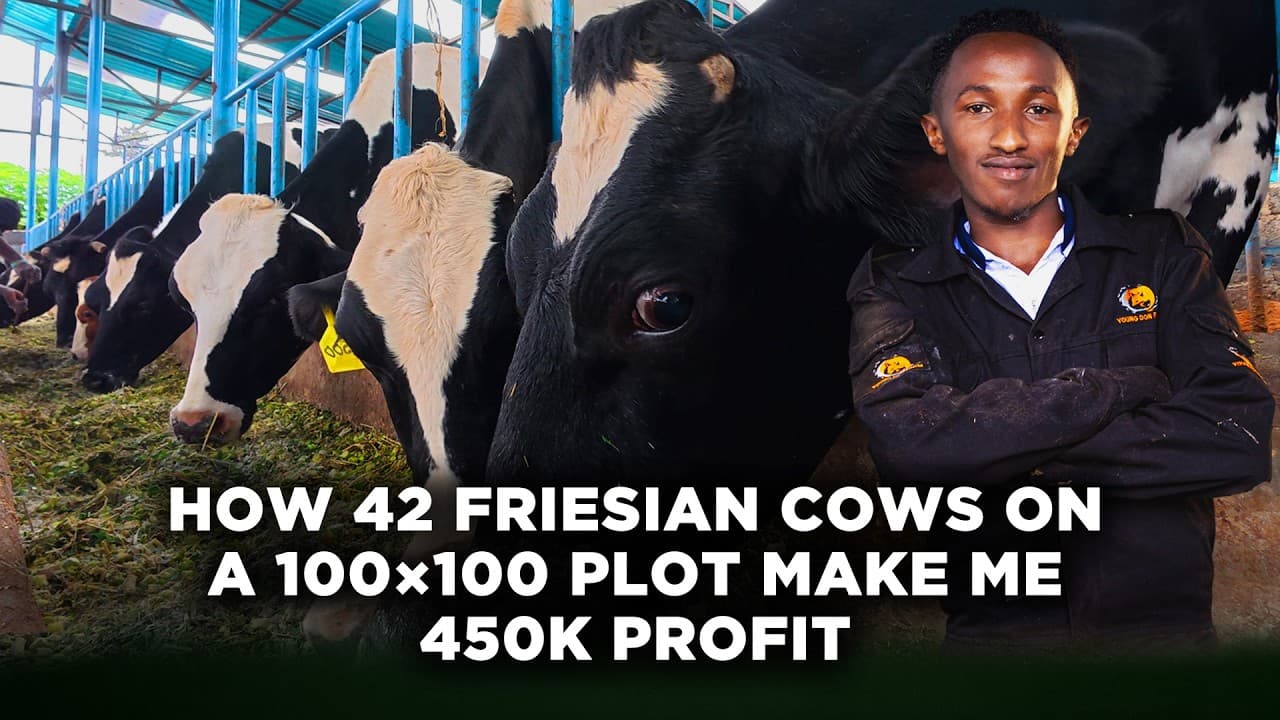How This 24 Year Old Makes KSh 450,000 Profit Monthly Rearing 42 Friesian Cows on a 100×100 Plot|LNN