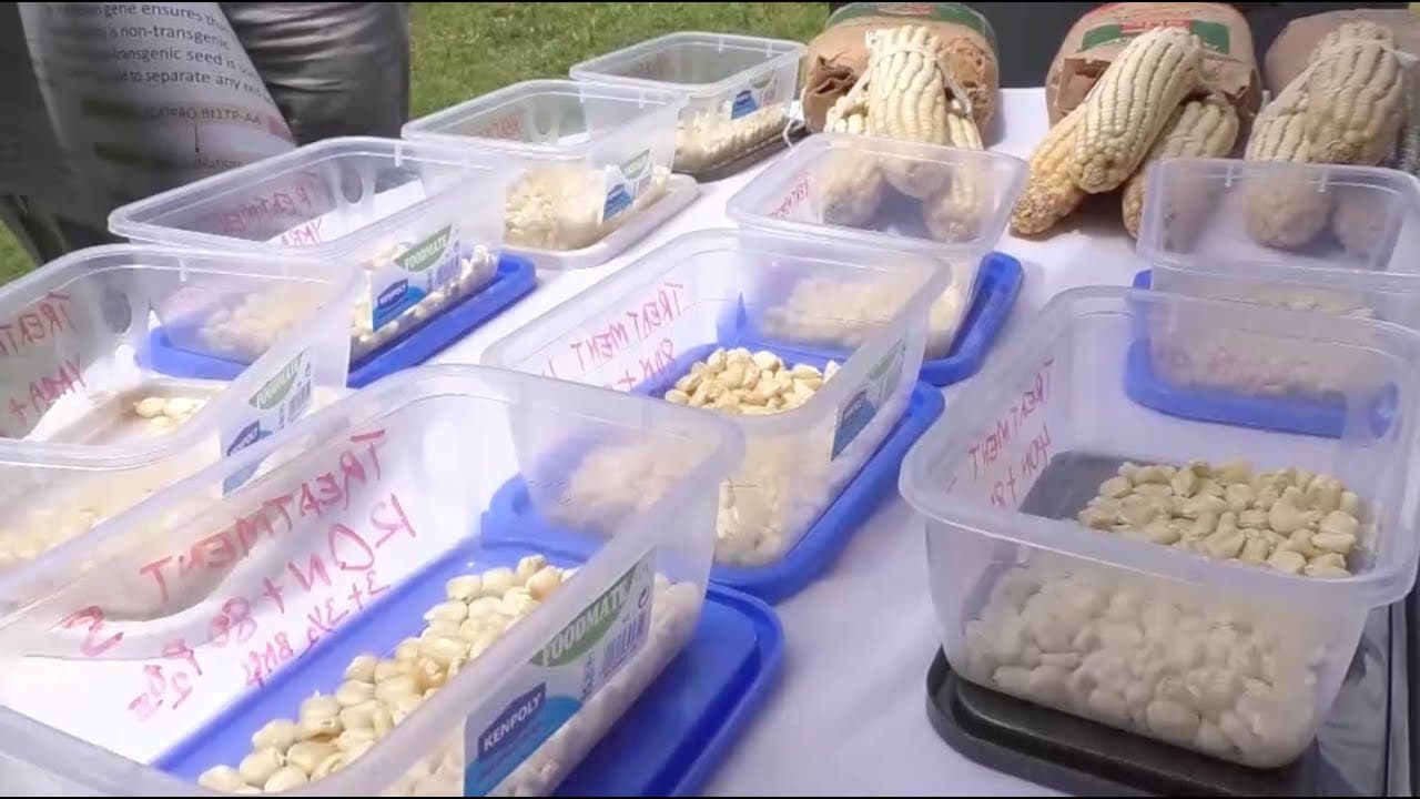Maize seeds farming solutions