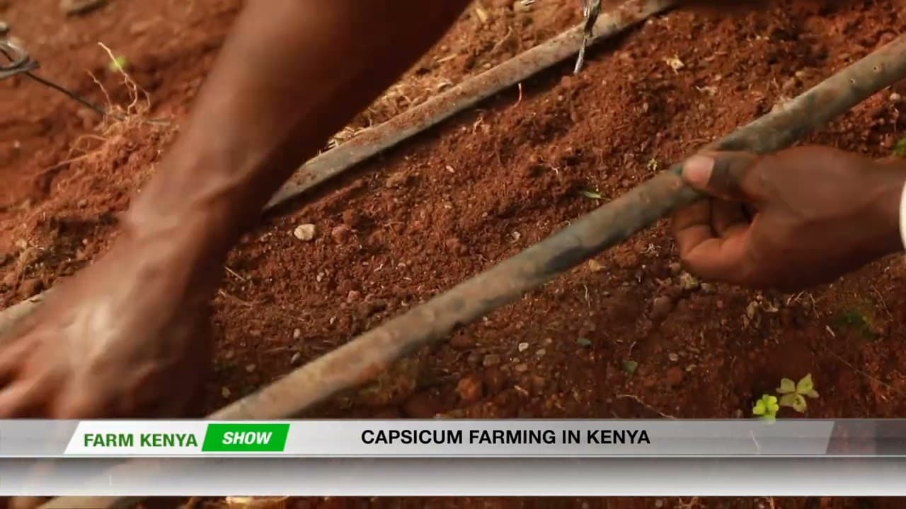 HOW TO REAP BIG FROM CAPSICUM FARMING