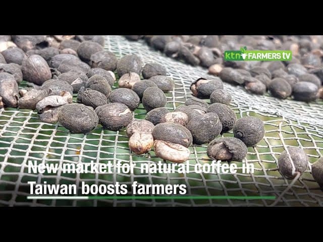 A new market for natural coffee in Taiwan boosts farmers
