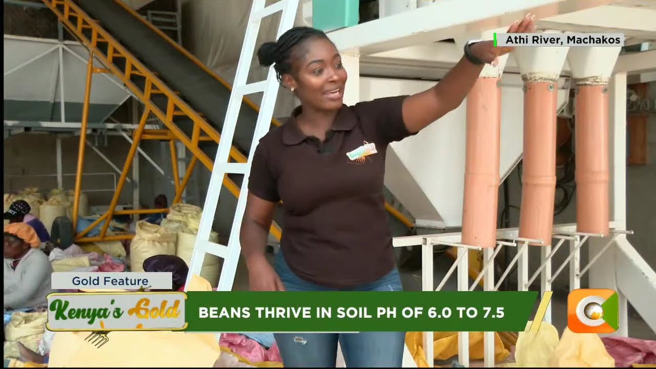 Kenya's Gold Feature | Technology in beans farming [Part 2]