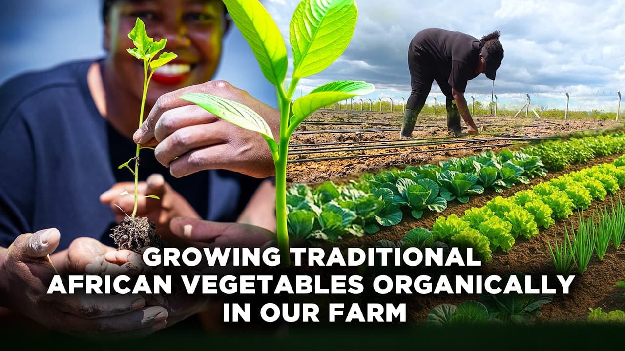Why We Chose To Grow Organic Traditional African Vegetables In Our Farm | Nursery & Transplanting