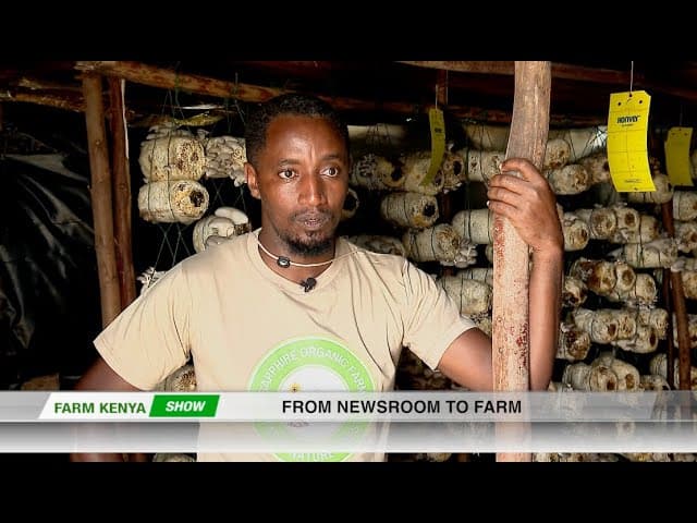 From the Newsroom to Organic farming - FarmKenya