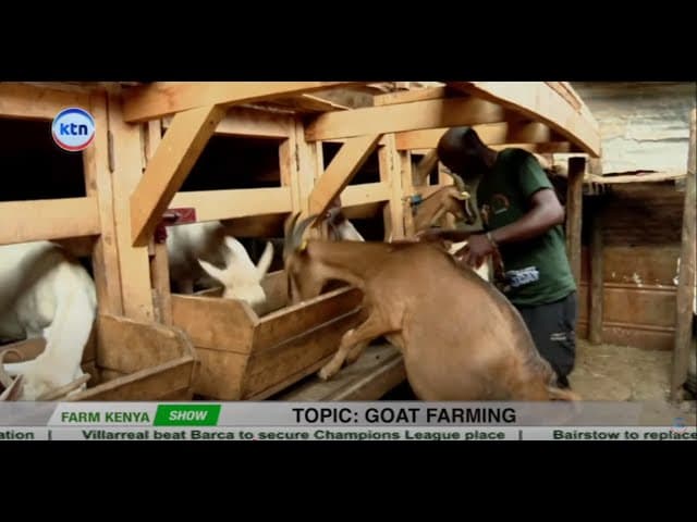 🐐 Goat Farming 101  How to Start and Profit! From Scratch