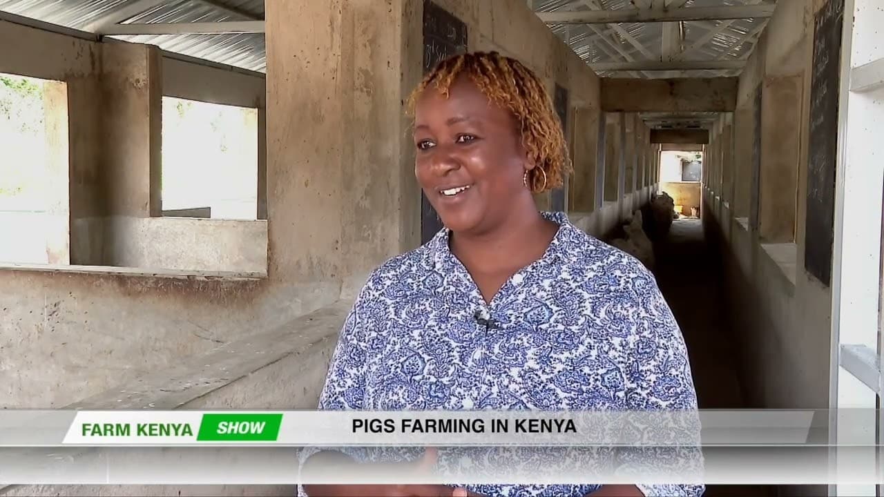Making Profit from Pig Farming