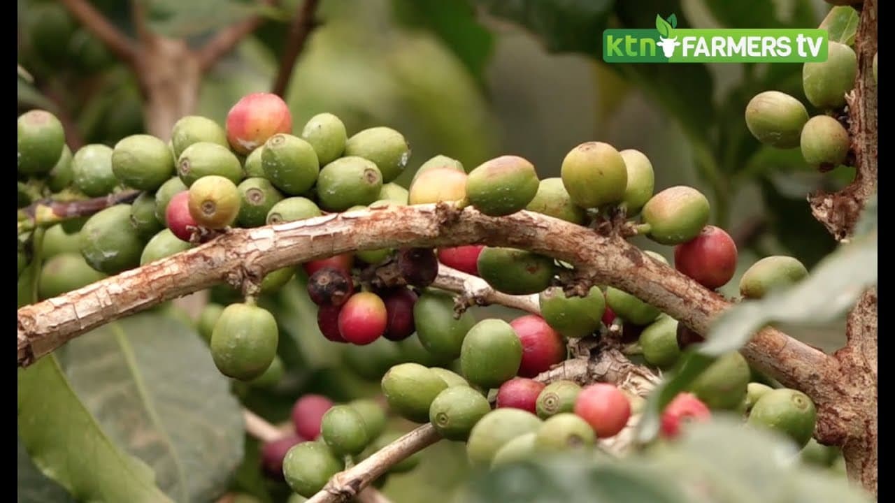 Promoting coffee farming technologies in Kenya – Coffee revitalization program