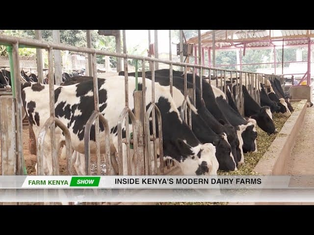 Modern dairy farming for efficient production - Dairy Farming