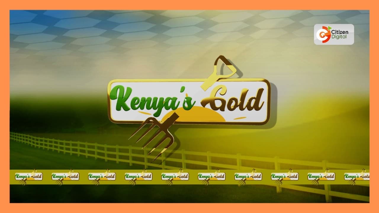 Kenya's Gold Feature | HIBISCUS FARMING