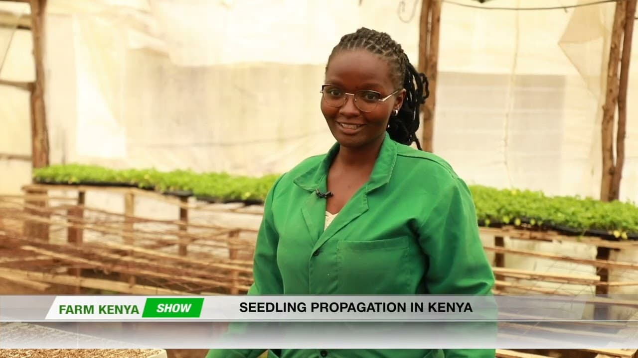 HOW TO SUCCESSFULLY PROPAGATE SEEDLINGS IN KENYA