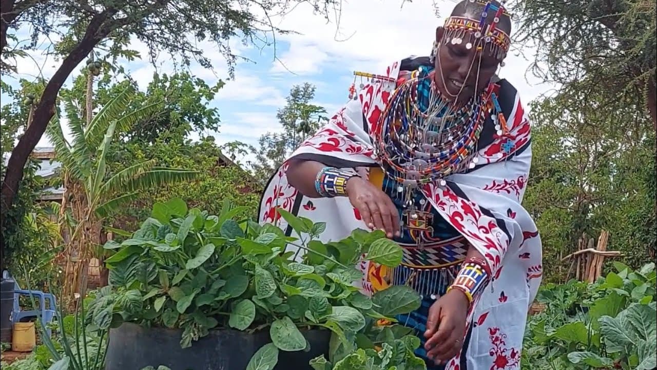 Kitchen gardens of hope for Maasai women