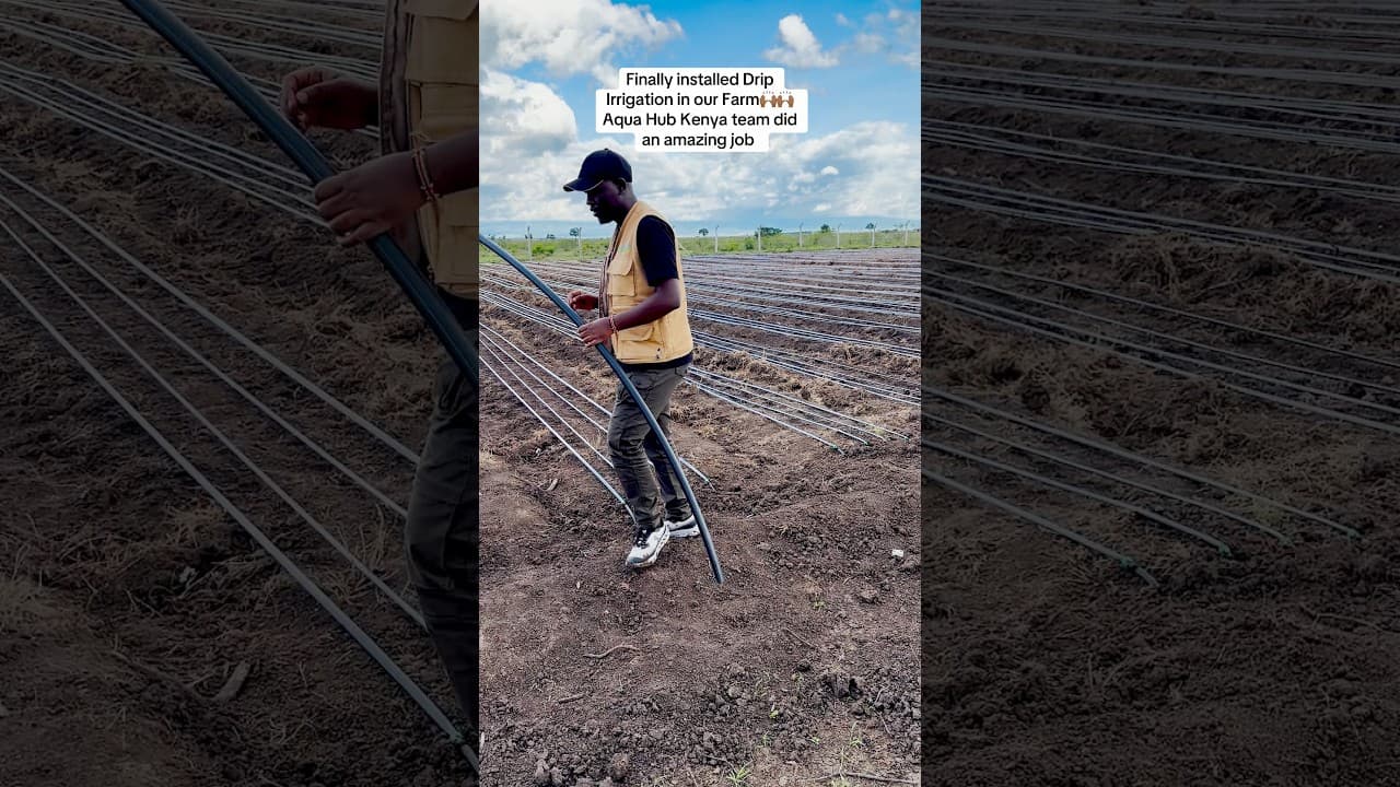 Installing Drip Irrigation in our Farm.Aqua Hub Kenya did an amazing JobContact them on 0790 719 020