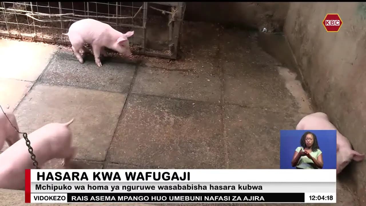 Mchipuko wa homa ya nguruwe wasababisha hasara kubwa