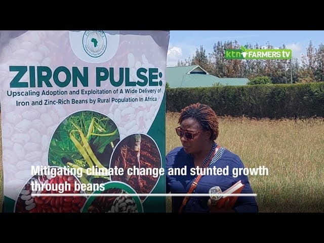 Mitigating climate change and stunted  growth through beans