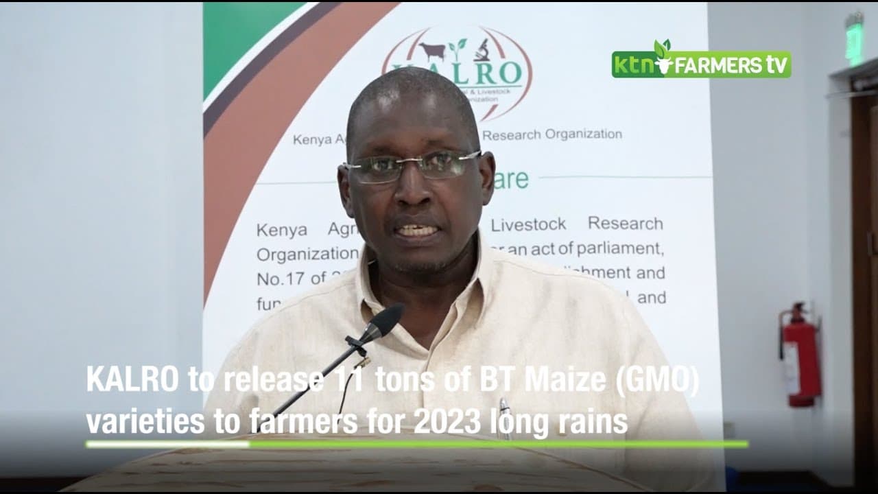 KALRO to release 11 tons of BT Maize GMO varieties to farmers for 2023 long rains