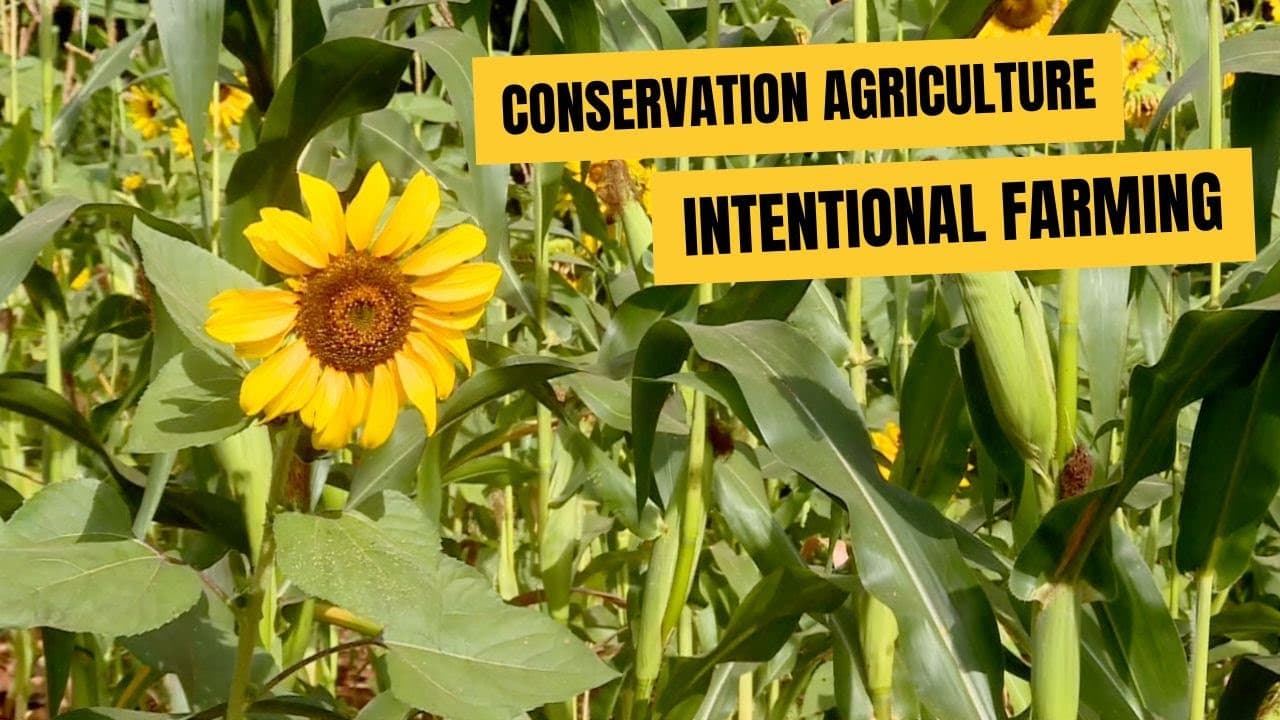 How Conservation Agriculture offers sustainable solutions for farmers - Docu