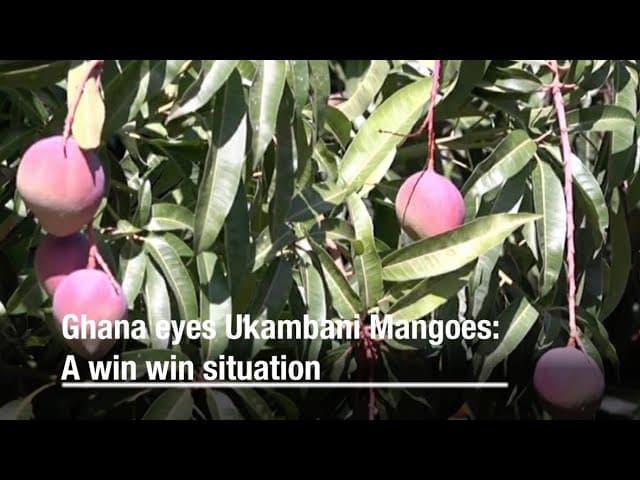 Ghana eyes Ukambani Mangoes: A win win situation