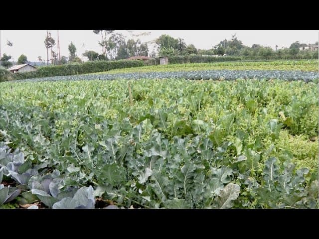 Grow Smart: The Ultimate Guide to Mixed Vegetable Farming