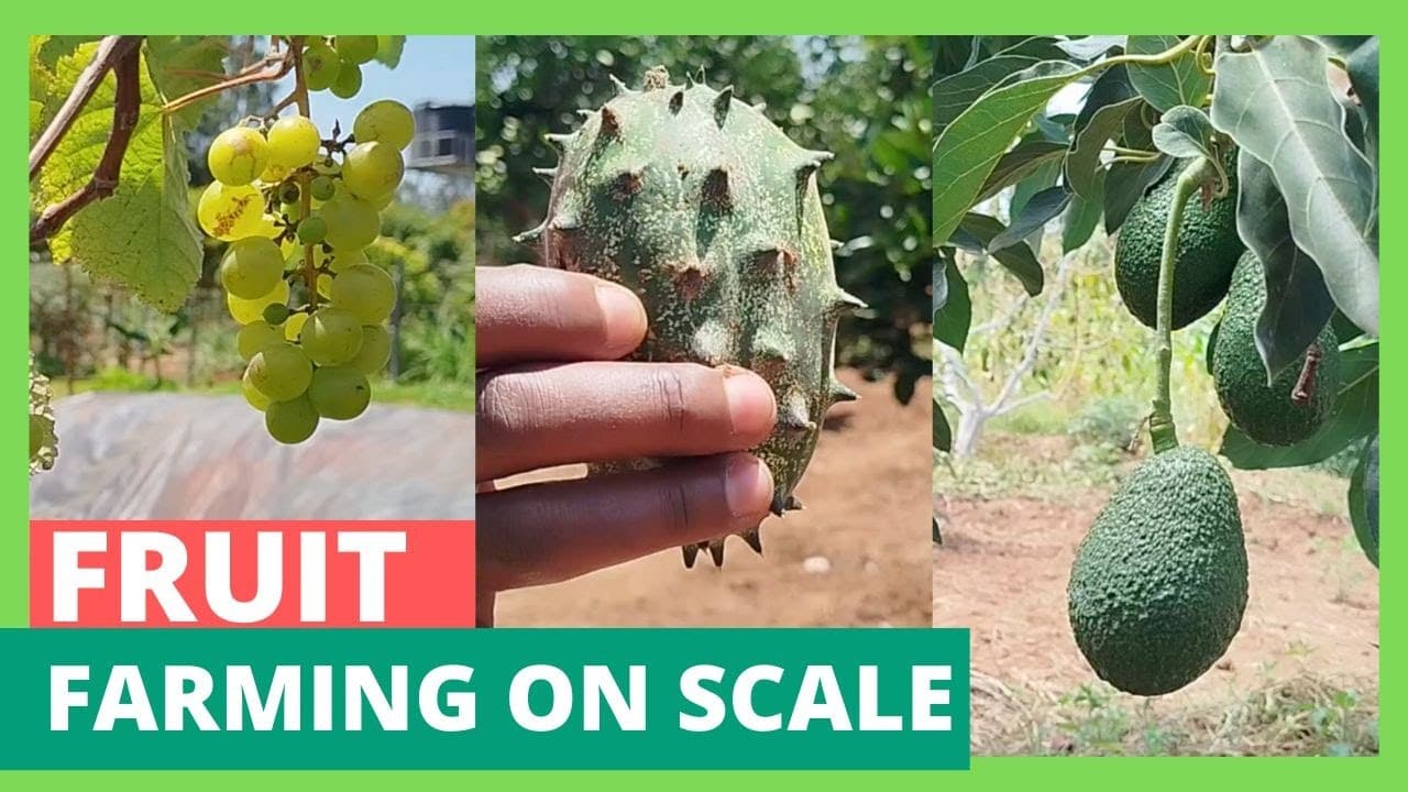 Fruit farming on a scale - This farm has almost everything