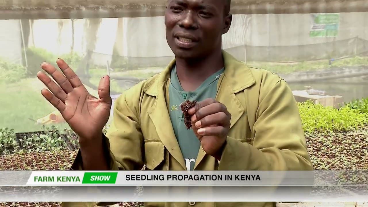 How Patrick Oduor Built a Successful Vegetable Seedling Business in a Small Greenhouse | Farm Kenya