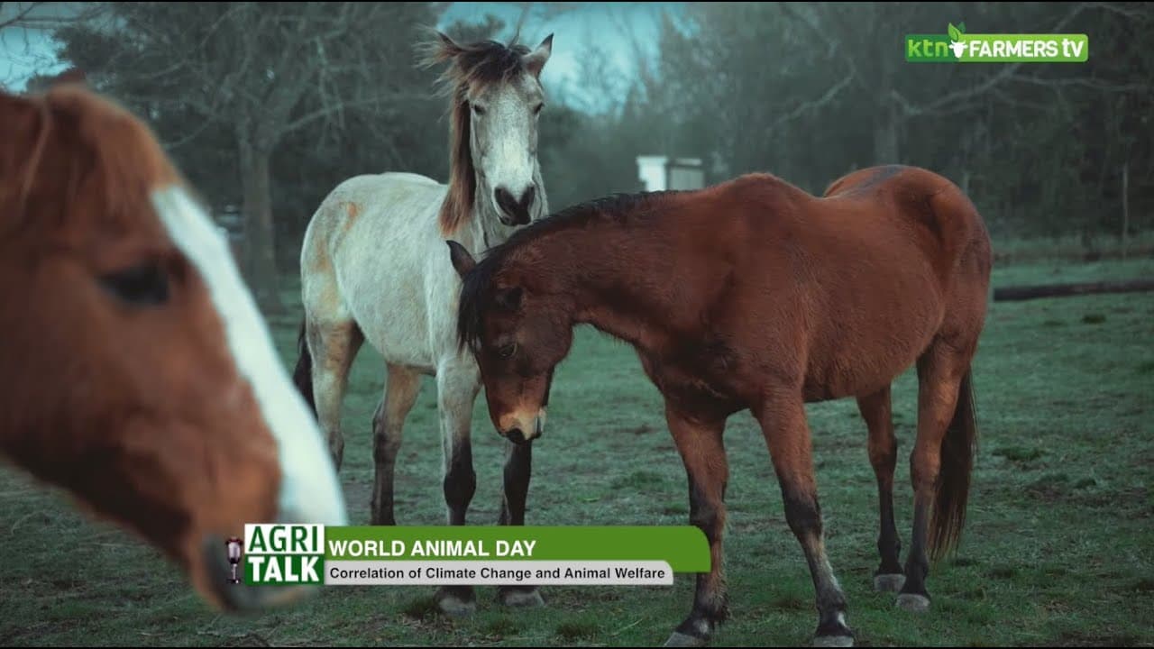 Protecting animal welfare |World animal day|