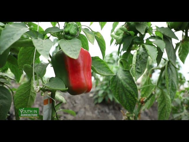 Capsicum (HOHO) farming & impacting Youth with agribusiness skills - Latia part 2