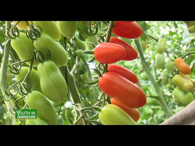 From humble beginnings to producing Cherry Tomatoes sustainably - Youth in Agriculture