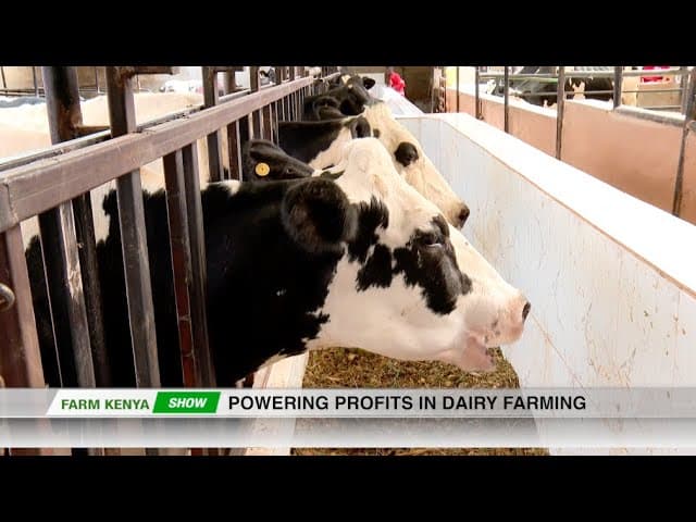 Dairy farming success story |part 2| - FarmKenya