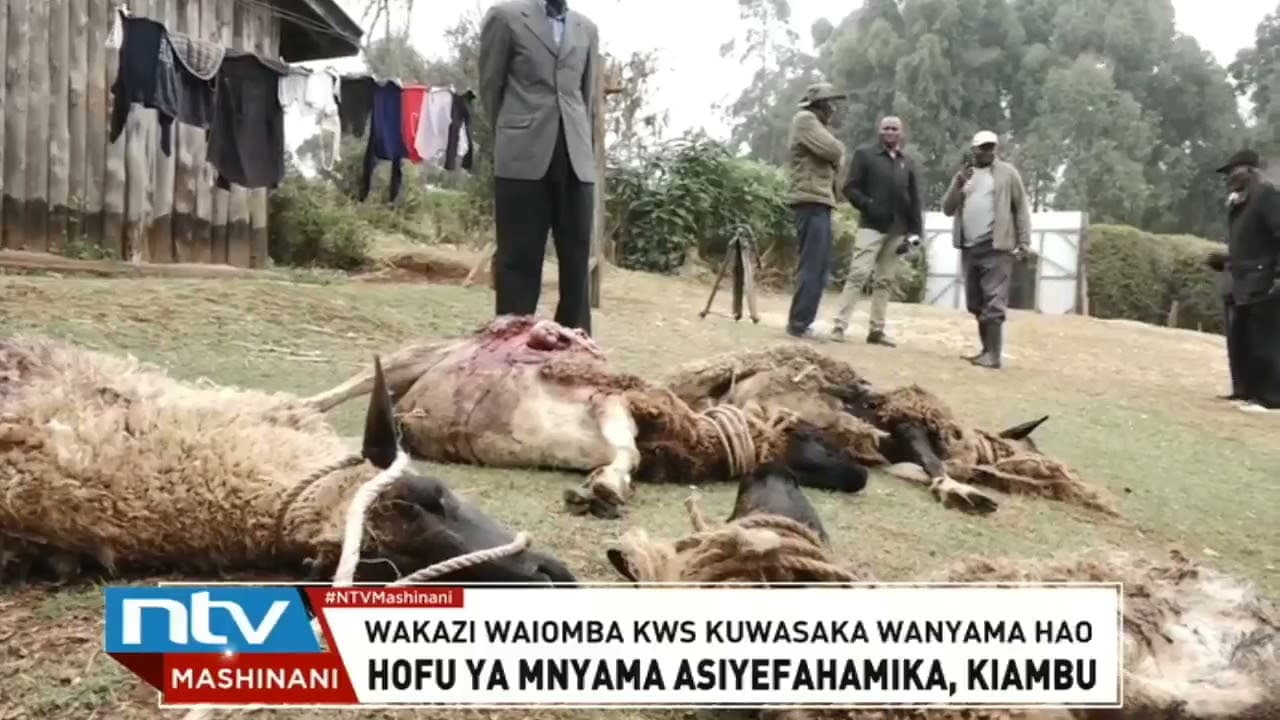 Kiambu: Wakazi wa Rironi wajawa na hofu ya mnyama anayevamia mbuzi
