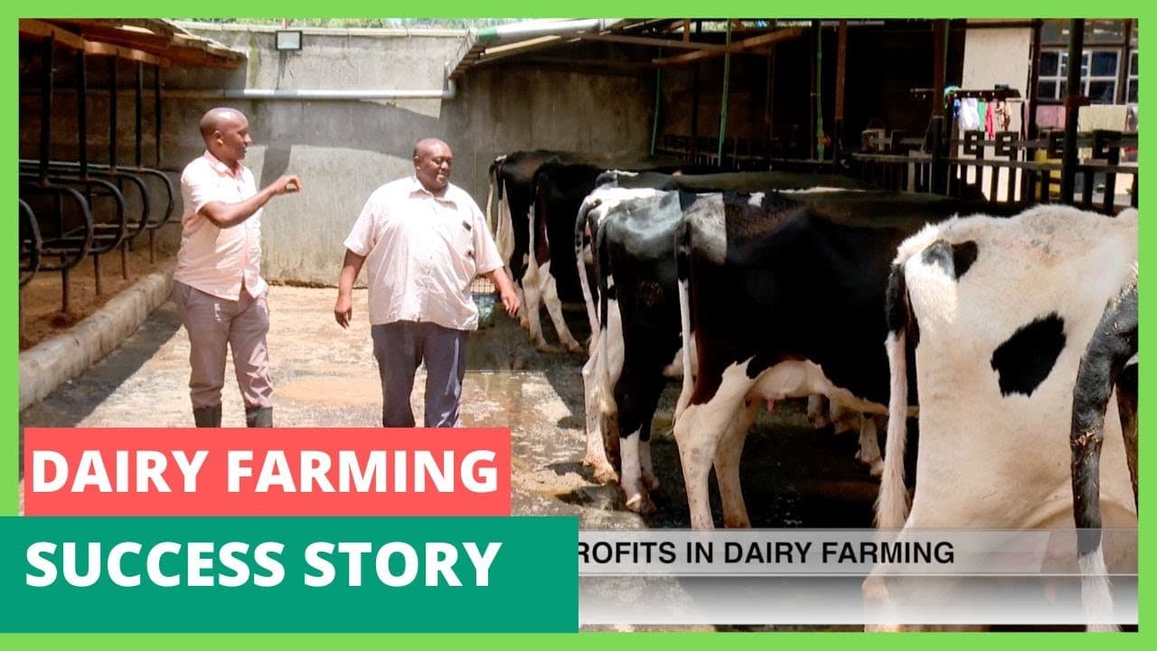 20 cows on an 1/8th of an acre - Dairy farming success story - FarmKenya