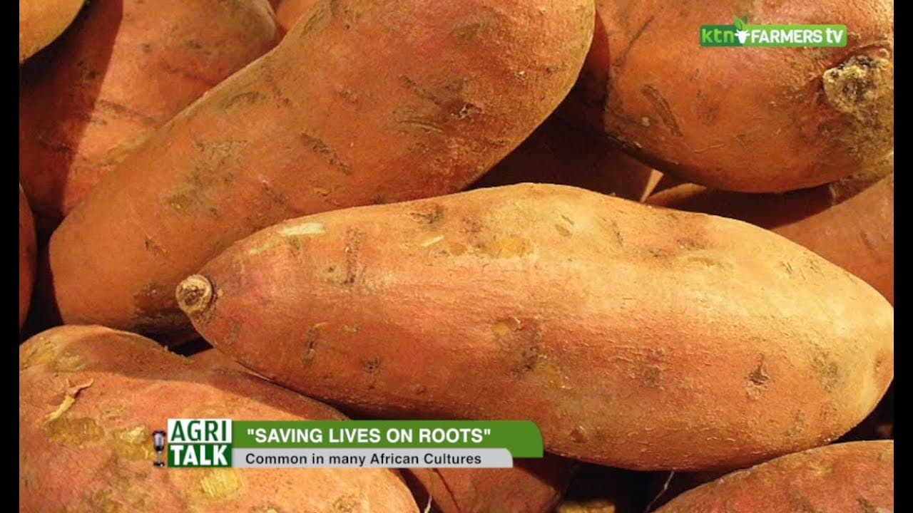 Root and tubers farming in Kenya and their role in food security - AgriTalk