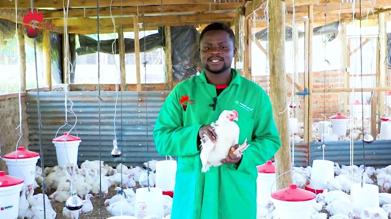 POULTRY FARMING IN KISUMU COUNTY.