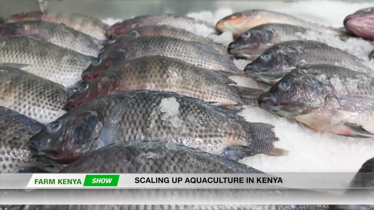 SCALING UP AQUACULTURE IN KENYA
