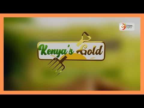 Kenya's Gold Feature | Suitable tomatoes for the market [Part 1]