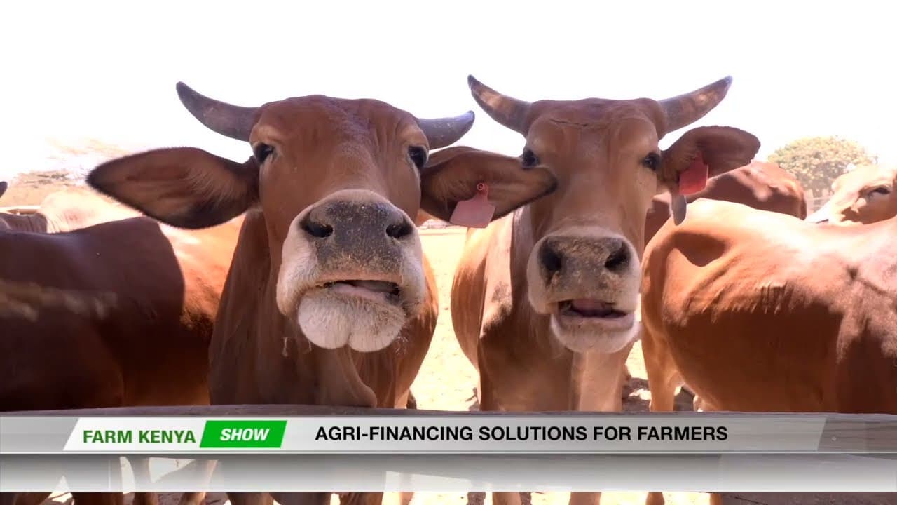 How Derrick Maina Makes Money Fattening Bulls in Kenya