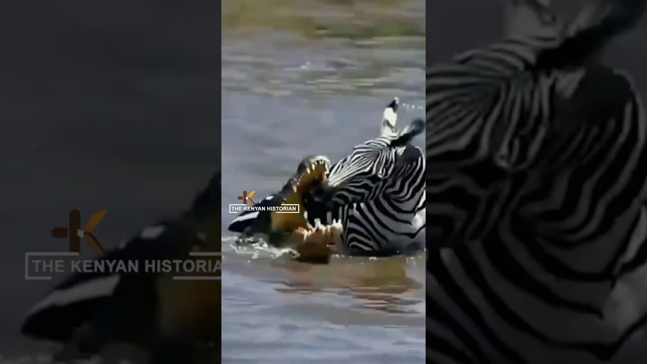 A brave Zebra bites to fight off 4 vicious crocodiles