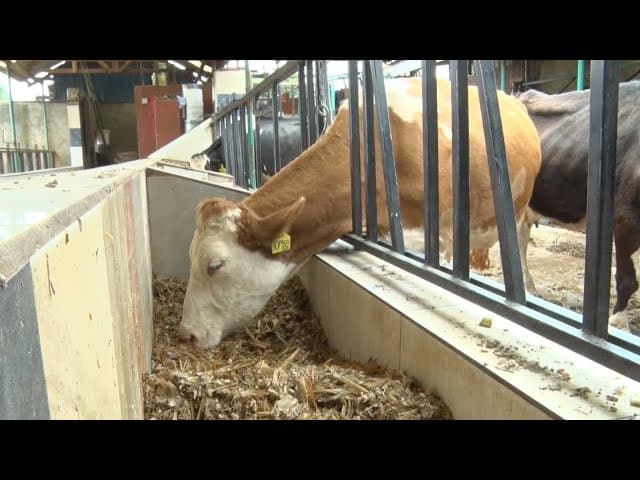 Animal feed safety and full expert guide - part 1