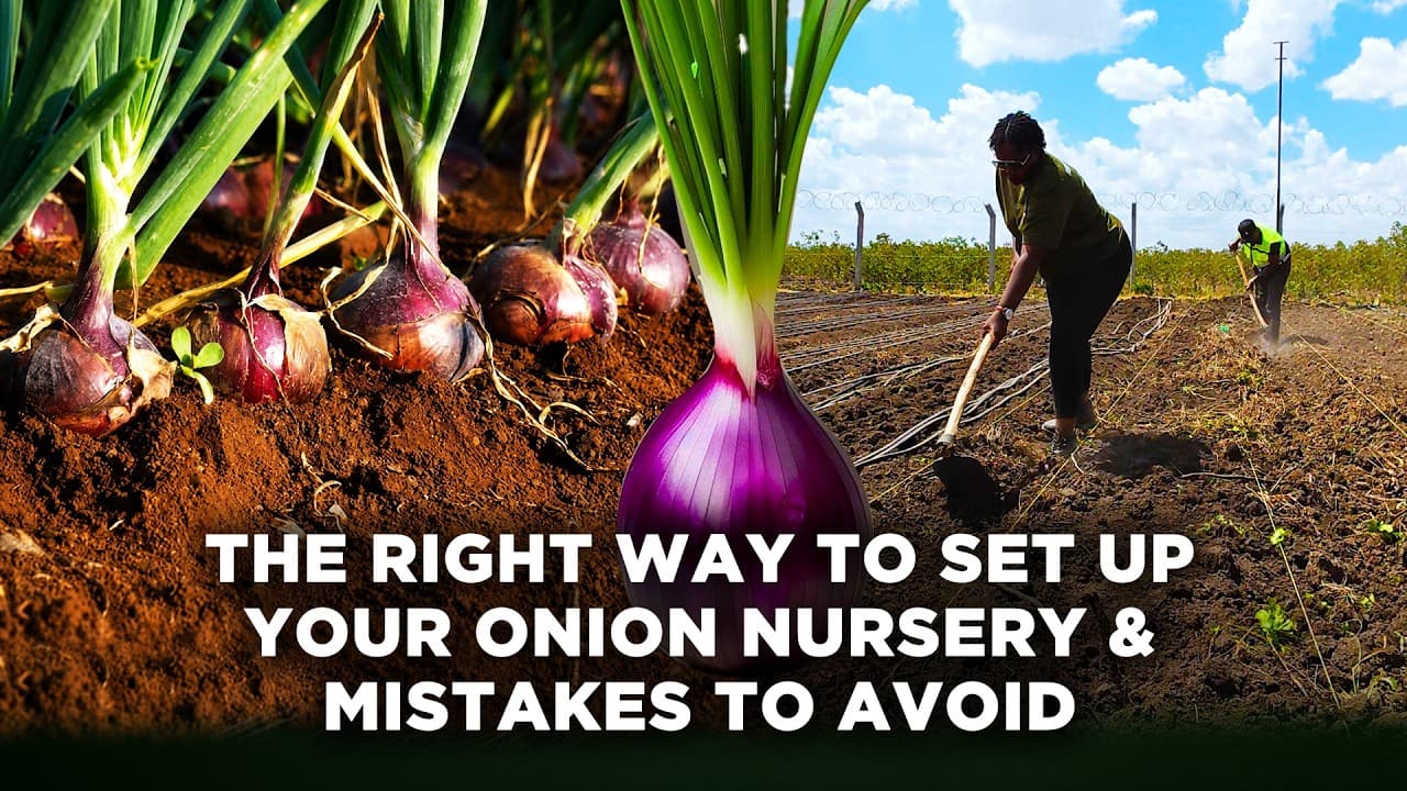 Setting up Our Onion Nursery | Every Step We Took & Why We Chose Neptune F1 and Red Creole