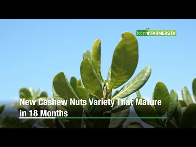 New Cashew Nuts Variety That Mature in 18 Months   Kalro