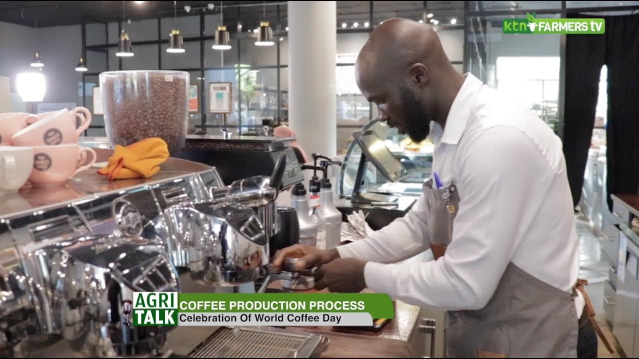 Coffee roasting, brewing and processing